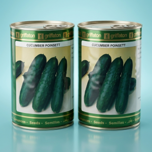 Cucumber Pointsett